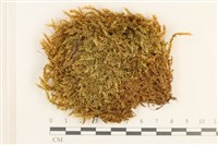 登錄號:B00003610藏品圖，第1張