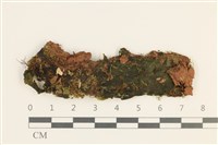 登錄號:B00003611藏品圖，第1張