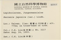 日本鞭苔藏品圖，第2張