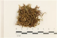 日本鞭苔藏品圖，第1張