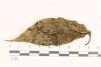 登錄號:B00003626藏品圖，第1張