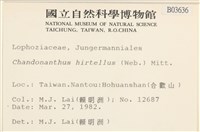 齒邊廣萼苔藏品圖，第2張