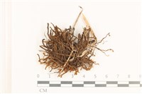 齒邊廣萼苔藏品圖，第1張