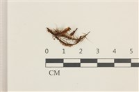 登錄號:B00003640藏品圖，第1張