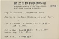 鞭苔,三裂鞭苔藏品圖，第2張