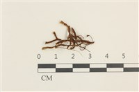 登錄號:B00003642藏品圖，第1張