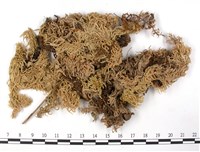 登錄號:B00003644藏品圖，第3張