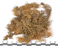 登錄號:B00003648藏品圖，第1張