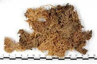 登錄號:B00003649藏品圖，第3張