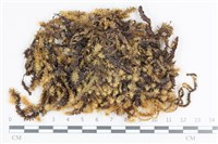 大灰氣蘚藏品圖，第1張