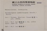 大灰氣蘚藏品圖，第2張