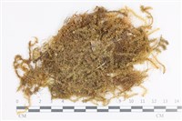 大灰氣蘚藏品圖，第1張