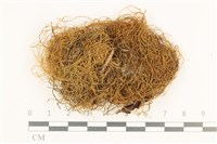 多疣懸蘚藏品圖，第1張