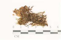 毛擬叉苔藏品圖，第1張