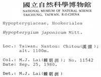 日本孔雀蘚藏品圖，第2張