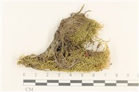 登錄號:B00003704藏品圖，第1張