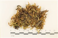 登錄號:B00003713藏品圖，第1張