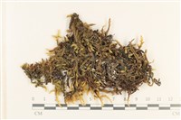 登錄號:B00003721藏品圖，第1張