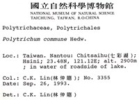 金髮蘚藏品圖，第2張