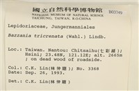 三齒鞭苔藏品圖，第2張