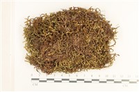 三齒鞭苔藏品圖，第1張