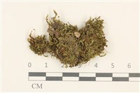 登錄號:B00003777藏品圖，第1張