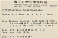 鞭苔,三裂鞭苔藏品圖，第2張