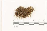 鞭苔,三裂鞭苔藏品圖，第1張