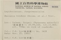 鞭苔,三裂鞭苔藏品圖，第2張