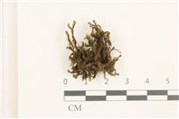 鞭苔,三裂鞭苔藏品圖，第1張