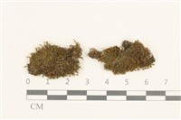 登錄號:B00003815藏品圖，第1張