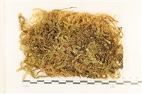 登錄號:B00003853藏品圖，第1張