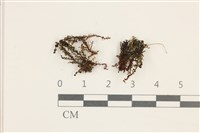 登錄號:B00003875藏品圖，第1張