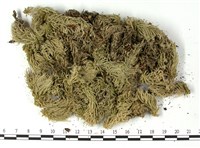 登錄號:B00003878藏品圖，第3張
