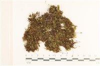 登錄號:B00003884藏品圖，第1張