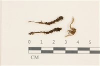 仙鶴蘚藏品圖，第1張