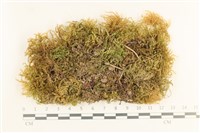 登錄號:B00003894藏品圖，第1張