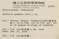 多疣懸蘚藏品圖，第2張