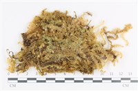 登錄號:B00003901藏品圖，第1張