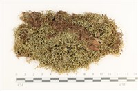 鞭苔,三裂鞭苔藏品圖，第1張