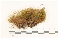 登錄號:B00003918藏品圖，第1張