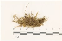 登錄號:B00003927藏品圖，第1張