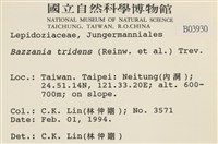 鞭苔,三裂鞭苔藏品圖，第2張