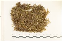 鞭苔,三裂鞭苔藏品圖，第1張