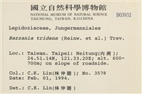 鞭苔,三裂鞭苔藏品圖，第2張