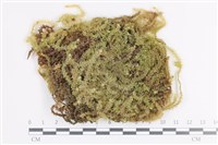 大灰氣蘚藏品圖，第1張