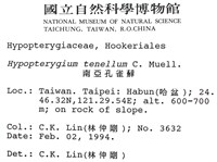 南亞孔雀蘚藏品圖，第2張