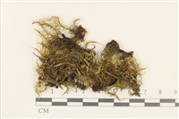 粗齒雉尾蘚藏品圖，第1張