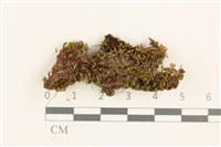 登錄號:B00003993藏品圖，第1張