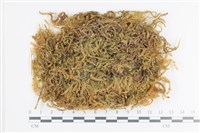 大灰氣蘚藏品圖，第1張